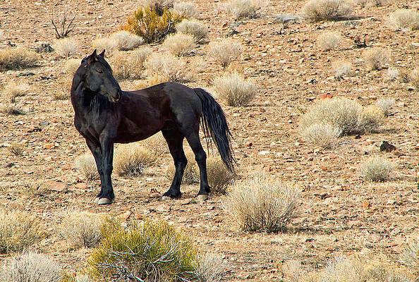 Wild Photograph - Wild Black Mustang Stallion by Waterdancer