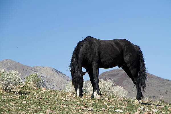 Wild Photograph - Wild Black Stallion Horse by Waterdancer