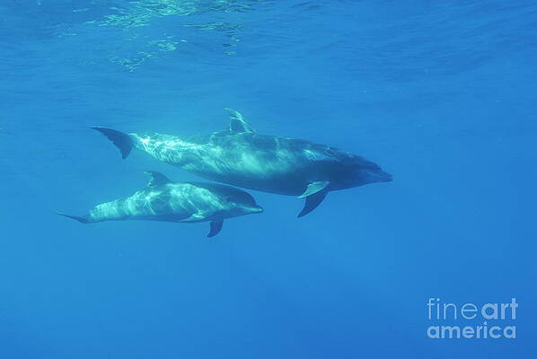 Nature Wall Art featuring the photograph Wild Bottle-nosed Dolphin Mother And Calf by Sami Sarkis Photography