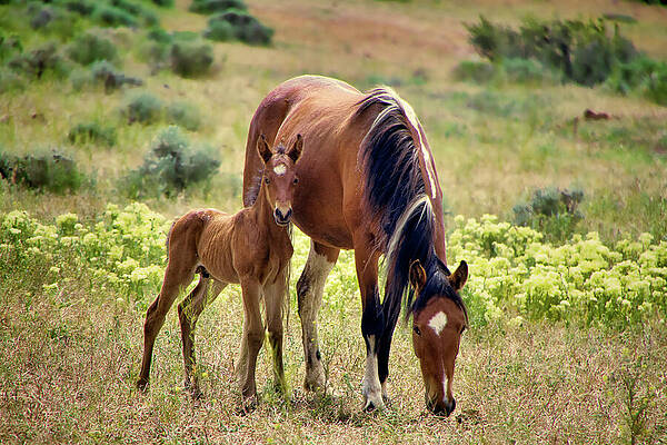 Wild Photograph - Wild Flowers And Equine Beauty by Waterdancer