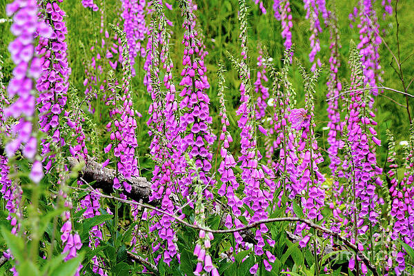 Summer Photograph - Wild Foxglove by Bruce Block