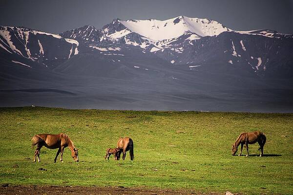 Wildlife Wall Art featuring the photograph Wild Horses In Tian Shan by Robert Grac