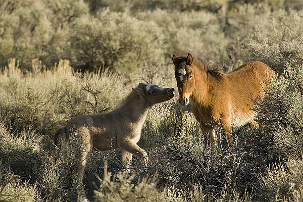 Wild Photograph - Wild Mustang Foal Horses by Waterdancer