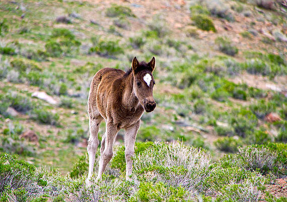 Wild Photograph - Wild Mustang Foal by Waterdancer