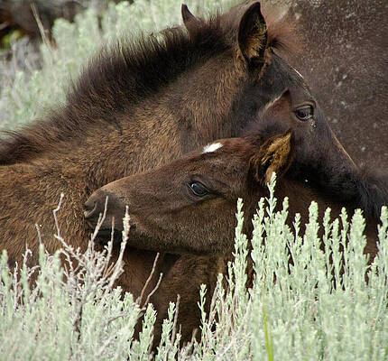 Wild Photograph - Wild Mustang Foals by Waterdancer