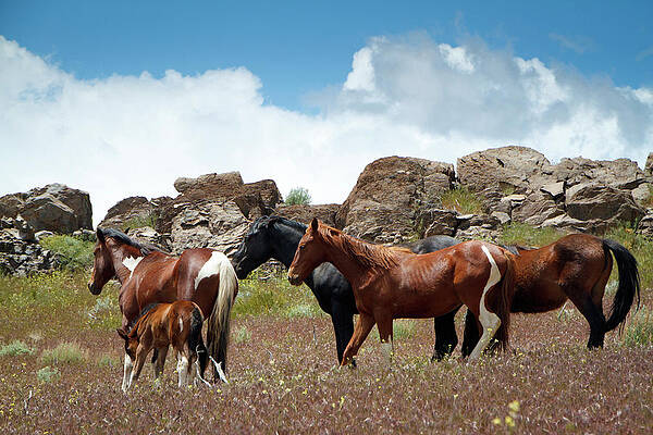 Wild Photograph - Wild Mustang Herd In The Springtime. by Waterdancer