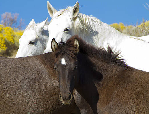 Wild Photograph - Wild Mustang Herd by Waterdancer
