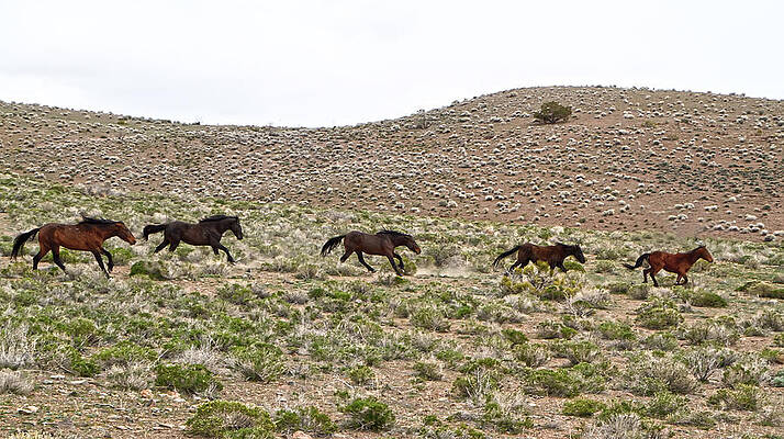 Wild Photograph - Wild Mustang Herd Running by Waterdancer