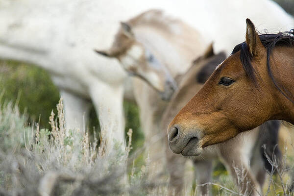 Wild Photograph - Wild Mustang Horses #2 by Waterdancer