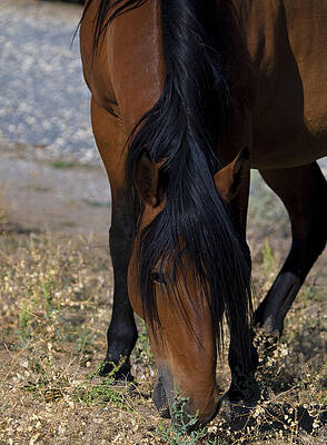 Wild Photograph - Wild Mustang Mare Head Shot by Waterdancer