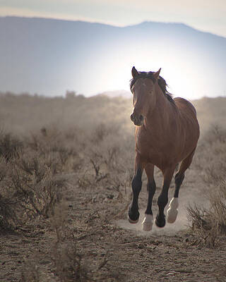 Wild Photograph - Wild Mustang Stallion Running by Waterdancer