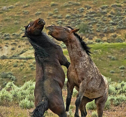 Wild Photograph - Wild Mustang Stallions Fighting by Waterdancer