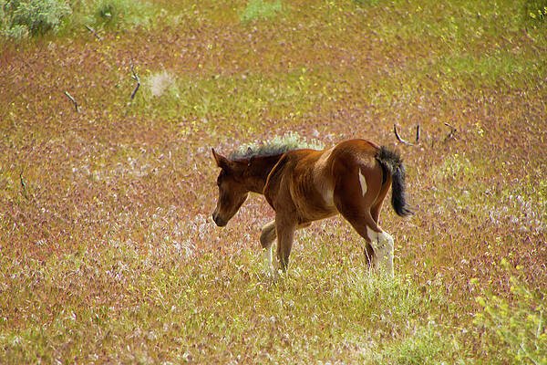 Wild Photograph - Wild Paint Foal In The Springtime. by Waterdancer