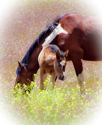 Wild Photograph - Wild Paint Horses by Waterdancer