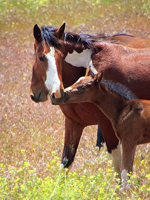 Wild Photograph - Wild Paint Mustang Mare And Foal by Waterdancer