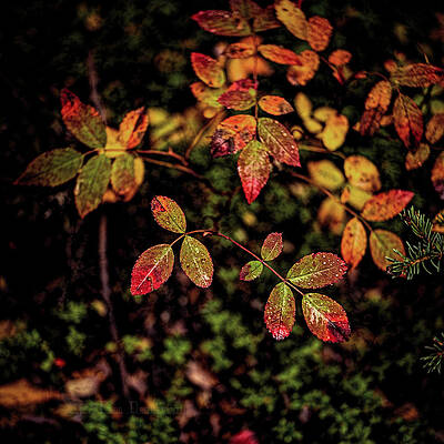 Photograph - Wild Rose Colors by Fred Denner