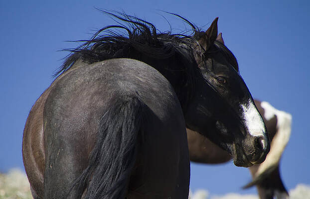 Wild Photograph - Wild Stallion by Waterdancer