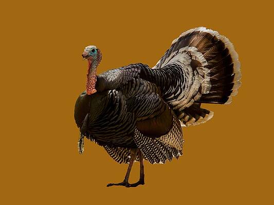 Nature Photograph - Wild Turkey Confrontation by Jean Noren