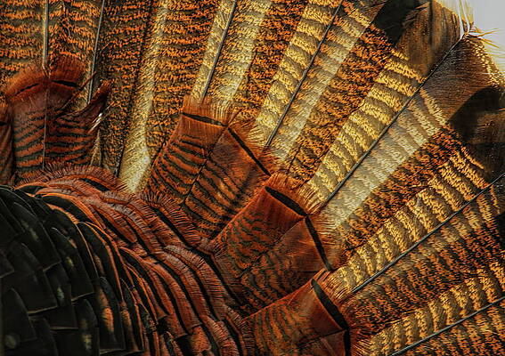 Wild Photograph - Wild Turkey Fan Abstract by Dale Kauzlaric
