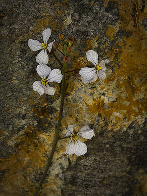 Wild Wall Art featuring the photograph Wildflower Against Rock by Jean Noren