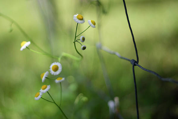 Wildflowers Through a Fence Wall Art
