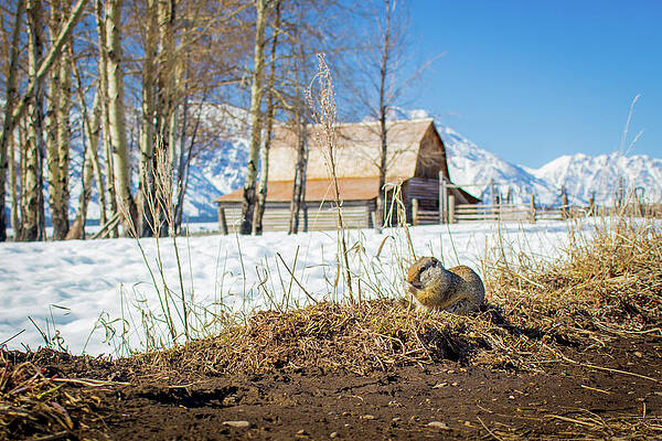 Wall Art featuring the photograph Wildlife Model by Carla E