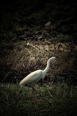 Wildlife Wall Art featuring the photograph Wildlife Of Chobe by Robert Grac