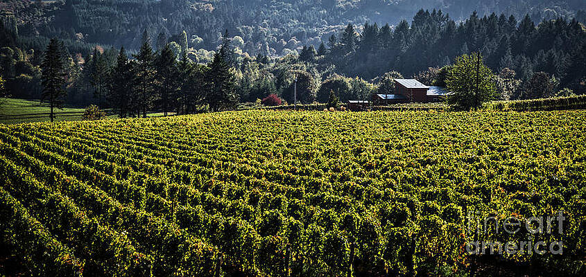 Oregon Photograph - Willamette Valley Vineyard And Farmhouse by Bruce Block
