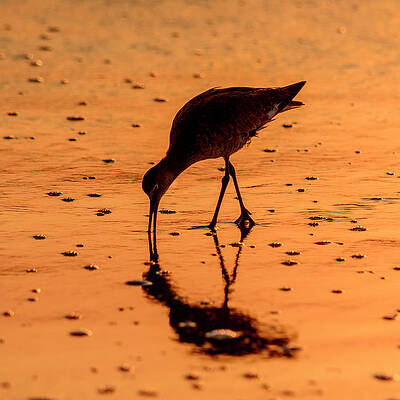 Bird Wall Art featuring the photograph Willet On Sunrise Surf by Steven Sparks