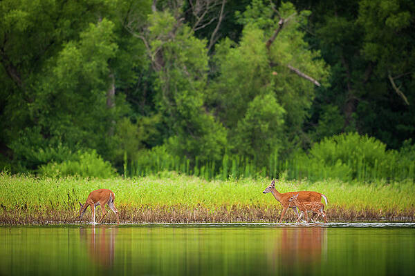 Wall Art featuring the photograph Willows, Wildlife And Water by Jeff Phillippi