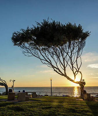 Sky Photograph - Wind Blown Tree by Ed Clark