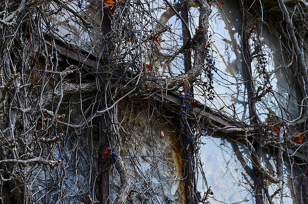 Natural Photograph - Windows Of Demise by Steve L'Italien