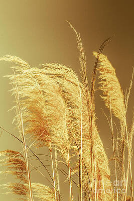 Natural Wall Art featuring the photograph Windswept Autumn Brush Grass by Jorgo Photography