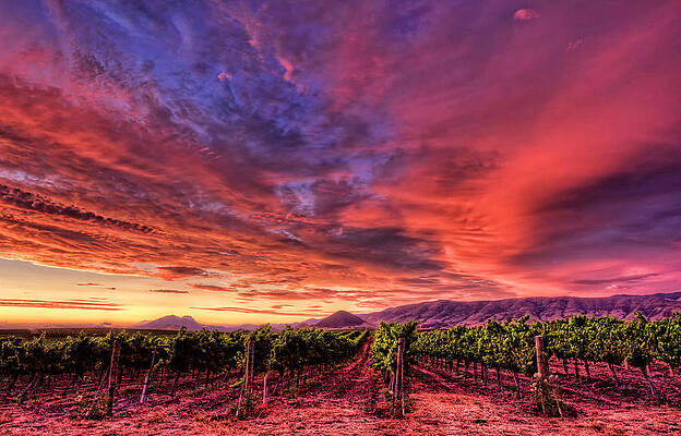 Sky Photograph - Wine Country Sunset by Beth Sargent