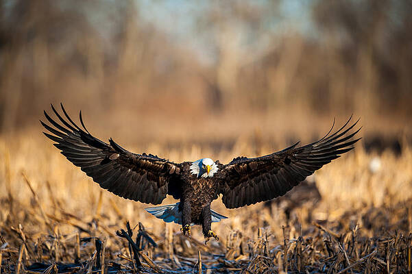 Wing Span by Jeff Phillippi