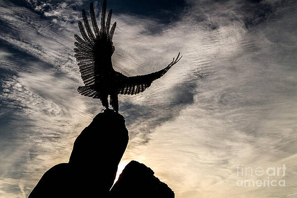 Sky Wall Art featuring the photograph Wings At Dawn by William Norton
