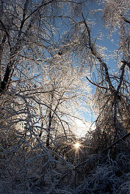 Natural Wall Art featuring the photograph Winter Beauty by Joann Copeland-Paul