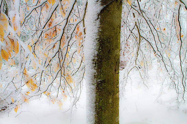 Winter Photograph - Winter Beech by Steven David Roberts