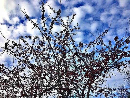 Tree Wall Art featuring the photograph Winter Berries 1 by Onedayoneimage Photography