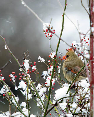 Wildlife Wall Art featuring the photograph Winter Cardinal by Gary Wightman