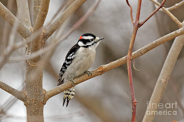 Winter Photograph - Winter Downey Woodpecker by Natural Focal Point Photography