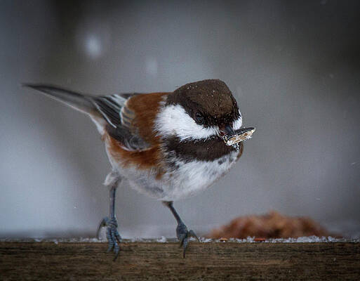 Wild Wall Art featuring the photograph Winter Feast by Jean Noren