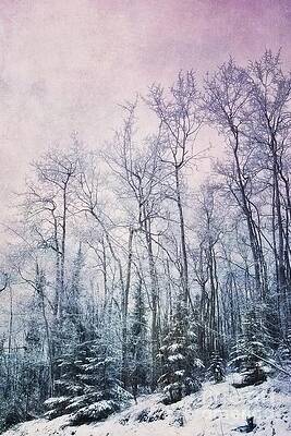 Winter Forest Scene Wall Art