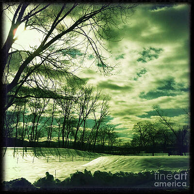 Tree Wall Art featuring the photograph Winter Green by Onedayoneimage Photography