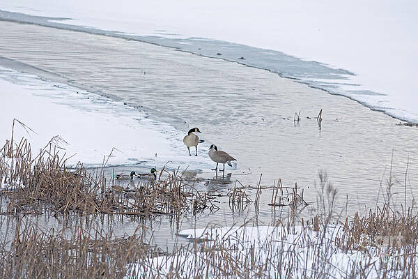 Winter Photograph - Winter In The Marsh by Natural Focal Point Photography
