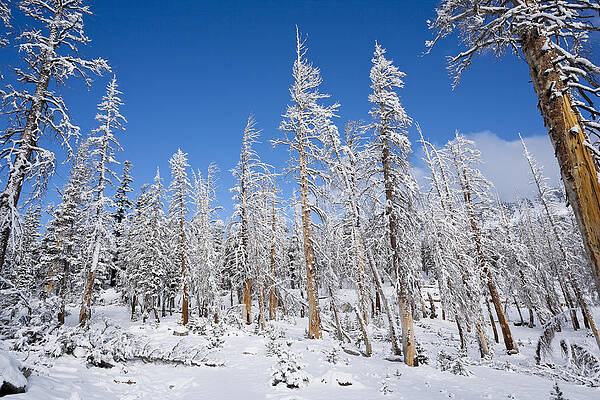 Nature Wall Art featuring the photograph Winter by Kelley King