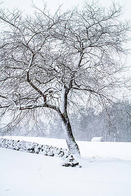 Winter Photograph - Winter Meadow I by Steven David Roberts