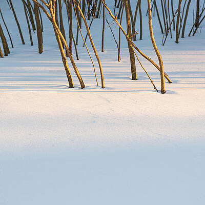 Natural Photograph - Winter Scene - Abstract by Shankar Adiseshan