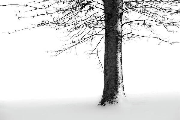Winter Solitude by Marla Craven