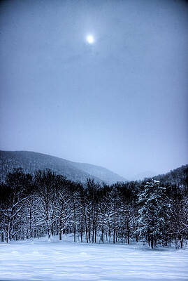 Tree Wall Art featuring the photograph Winter Sun by Jonny D